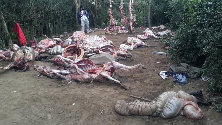 A Part Of These 19 Donkeys Might Be In Your Fridge (PHOTOS)