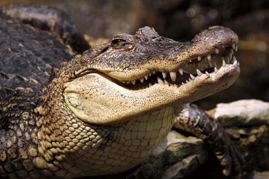 When A Jogger Runs Into A Crocodile In Karura Forest (Photos)