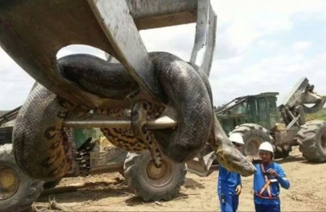 Workmen Find ‘Largest Snake On Earth’ And It’s Terrifying