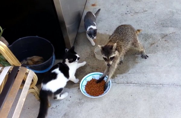 The Funniest Racoon Voice Over Video You Will Watch Today