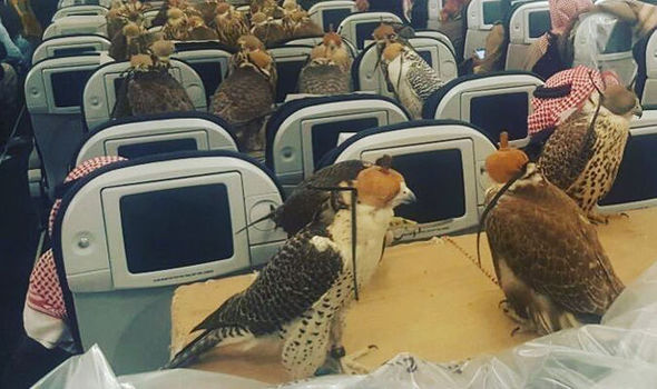 Saudi Prince Buys 80 Flight Tickets For His 80 Hawks (PHOTOS)