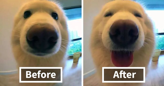 20 Pics Of Animals Before & After Being Called A Good Boy