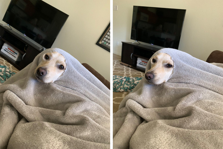 14 Photos Proving That Dogs Have Their Own Kind of Logic